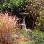 Heron © Phil Males
