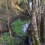 Blocked Stream © Rick Bourne