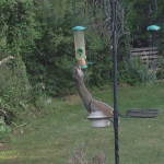 Squirrel © M Croxon