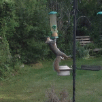 Squirrel © M Croxon