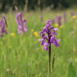 Green winged Orchid © Lianne de Mello
