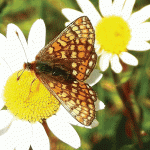 Marsh Fritillary © Jim Andrews