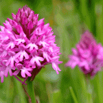 Pyramidal Orchid © Mark Heighes