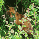Young Fox in the Mill Field © Rebecca Beadle