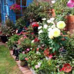Garden © Chris Beadle