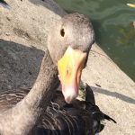 Greylag Goose © Rick Bourne