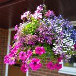 Hanging Basket © Christine Webb