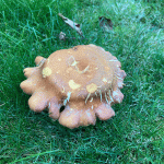Fungi Alien © Rick Bourne.