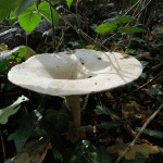 Funnel Fungi © Stephen Thair