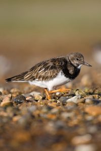 Turnstone © Tom Marshall