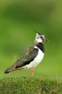 Lapwing © Mark Hambling