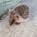 Hedgehog © Vaughan Snook
