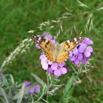 Painted Lady Butterfly © Stephen Thair
