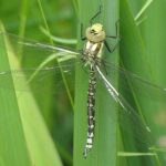 Southern Hawker Dragonfly © Phil Males