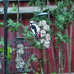 Greater Spotted Woodpecker © Terry McAnish