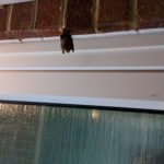 Bat © Terry McAnish