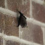 Bat © Terry McAnish