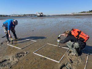 Tim Ferrero and Ellie Parker planting seagrass seed in the River Hamble © Caitlin Woombs