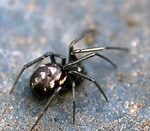 False black widow spider © Rick Bourne