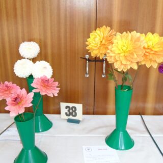 Village Show 2021 - 3 Cactus (1 cutivar)
