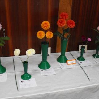 Village Show 2010 - Dahlias (3 stems)
