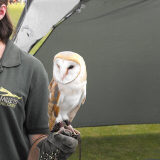 Old Basing Carnival Process 2014 - Birds of prey