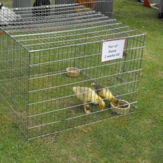 Old Basing Carnival 2010 - Recreation Ground