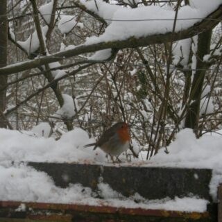 Robin - Feb 2009 © Sandra Tuck