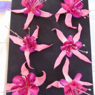 Village Show 2021 - Six Fuchsia