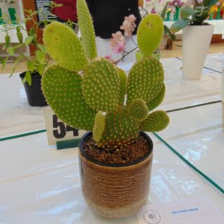 Village Show 2021 - Cactus