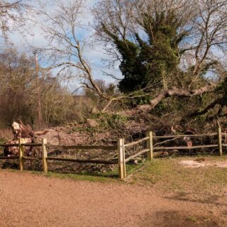 Fallen Oak tree nr Great Barn - Feb 2015 © Les Orvis