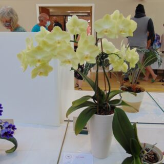 Village Show 2021 - Orchid (in Flower)
