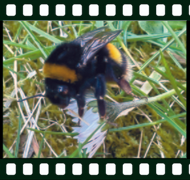 Bumble Bee - Katie Wenlock