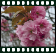 Flowers - Sully Williams