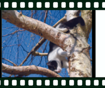 Cat Climbing Tree - Sully Williams