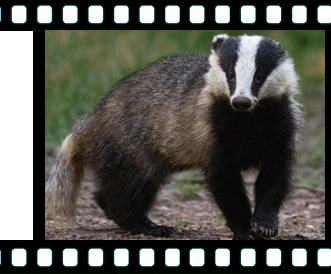 Negative frame - badger
