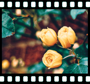 Negative Frame - Roses