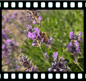 Bee on Lavendar