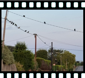Birds on a Wire