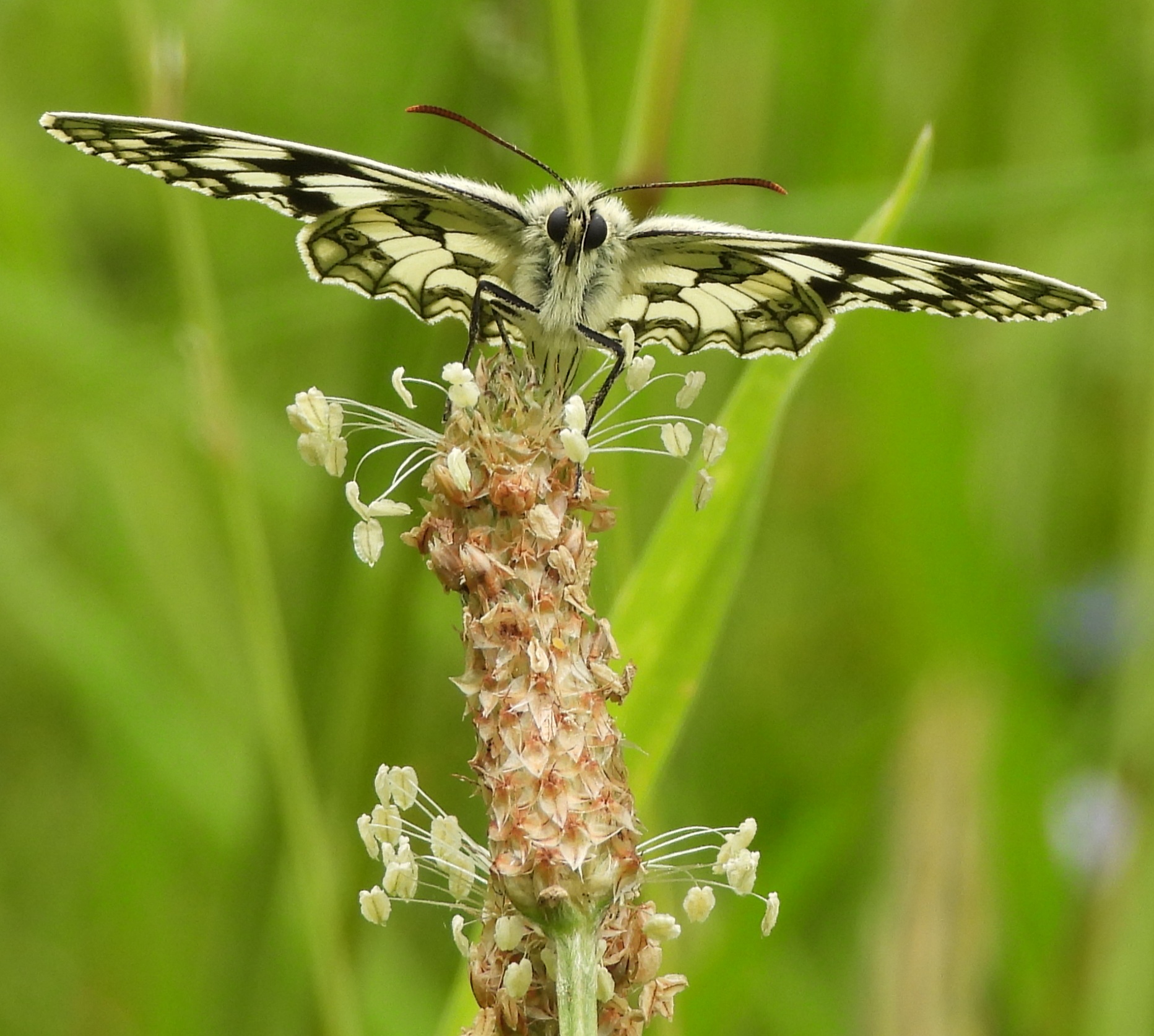 Marbled White - Jim Andrews
