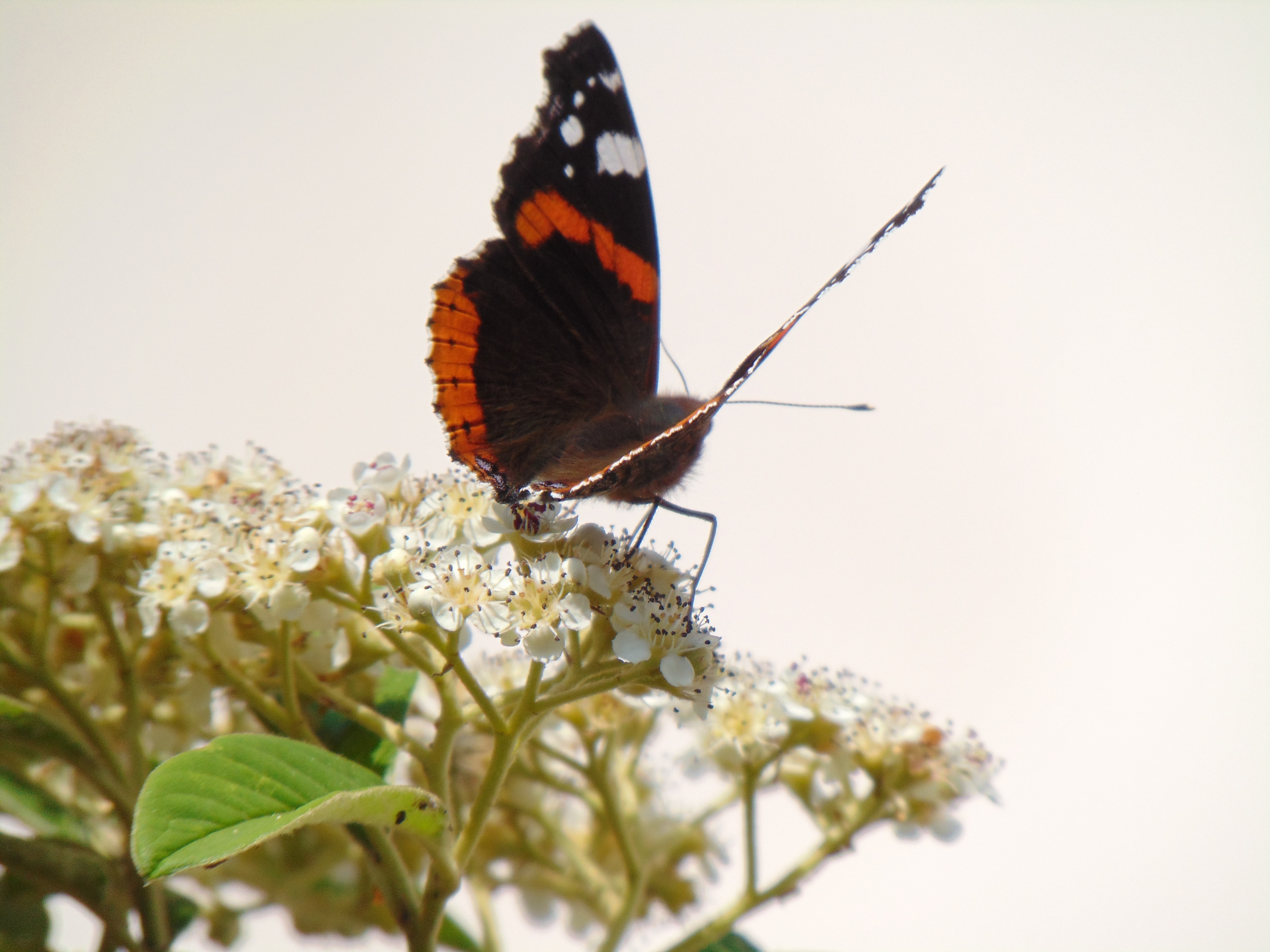 Red Admiral feeding - Alan Morris