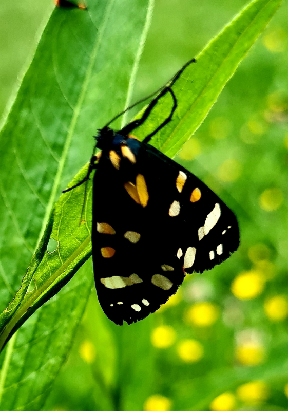 Aug-2021-Scarlet-Tiger-Moth-Ann-Francis