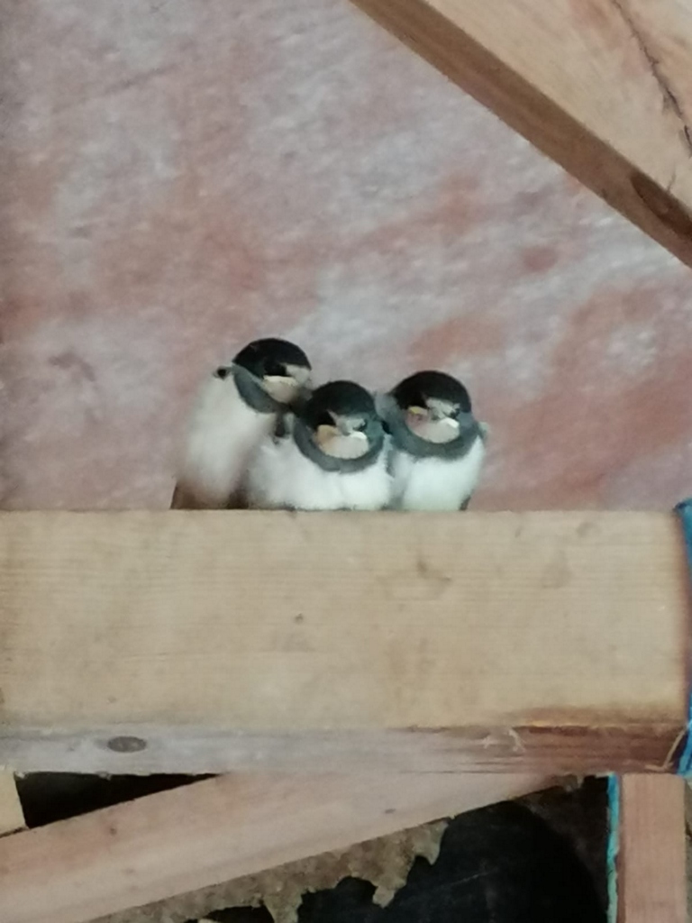 Young swallows waiting for mum - Laura Haystaff